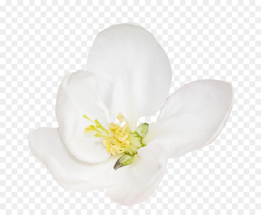 Blütenblatt Blüte pflanze - Eine Birne
