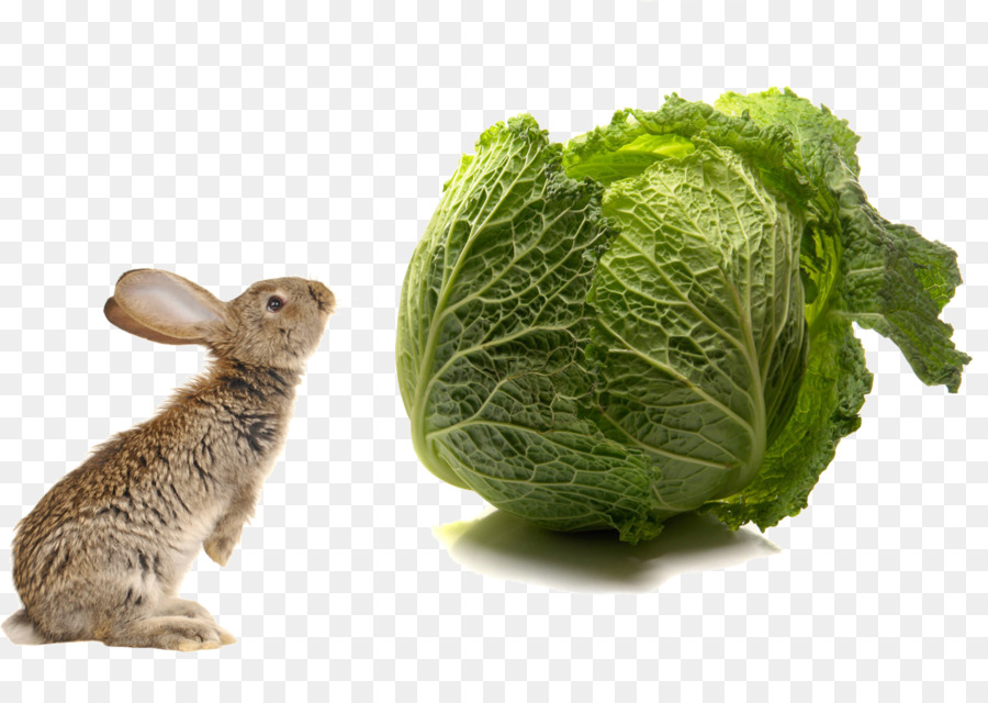 Con chó Lược Mèo thỏ trong Nước Cưng - Thỏ và rau