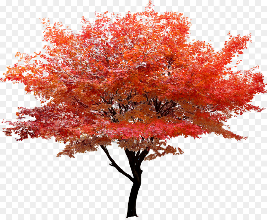 Dell'Albero di acero rosso foglia d'Autunno di colore - Rosso, albero a foglia poster