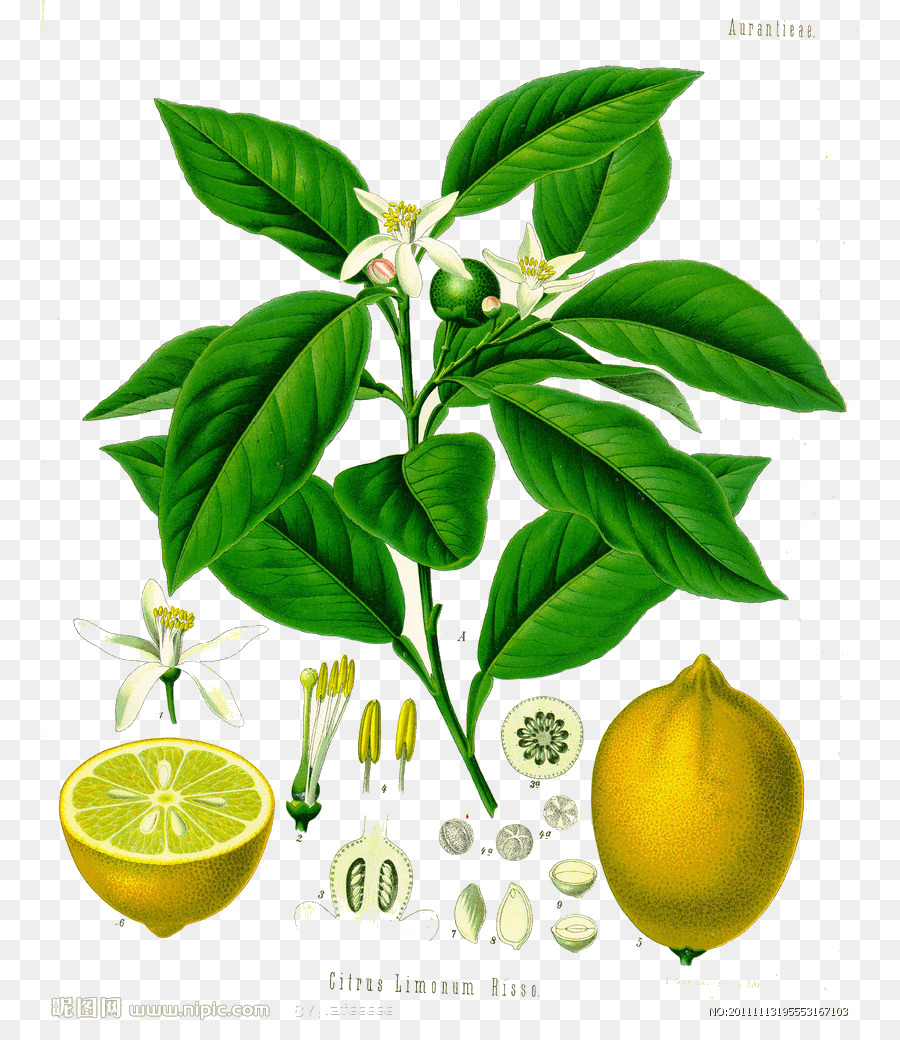 Juice-Gelb-lemon Zitrone Kxf6hlers Medicinal Plants - Lemon leaf-Bild