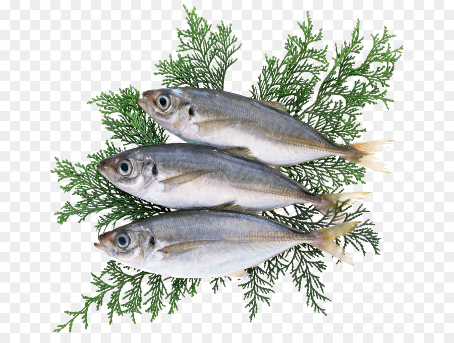 Gadidae Cod Sablefish biển Sâu - Ba grass
