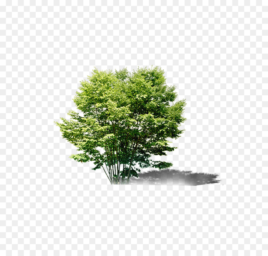 Cây Bonsai Evergreen Tải - cây