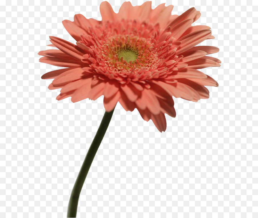 Chrysantheme indigo Transvaal daisy-Anlage Computer-Datei - Chrysantheme