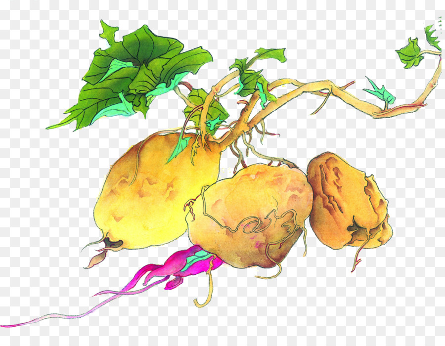 Süße Kartoffel-Nahrungsmittel-Illustration - Süßkartoffel Essen