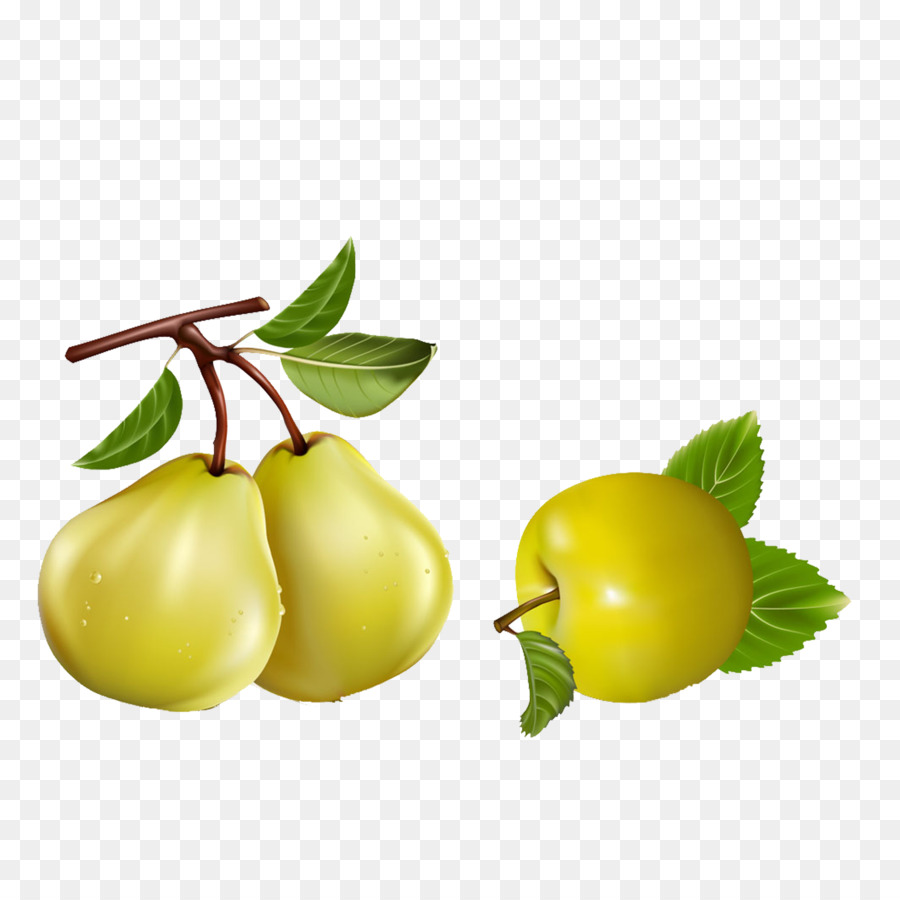 Asiatische Birne-Pyrus nivalis Apfel Obst - Birne