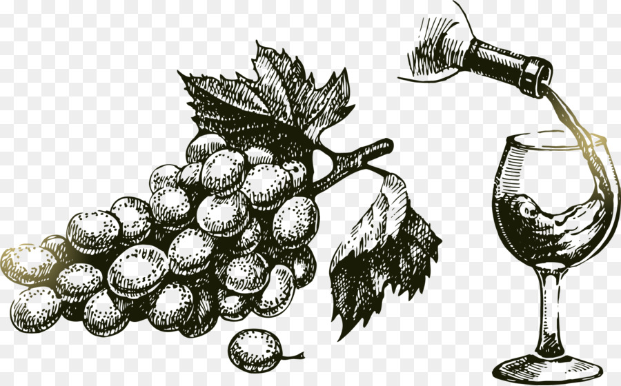 Wein Weinrebe Zeichnung - Vektor-Strichzeichnung lackiert Trauben und Wein