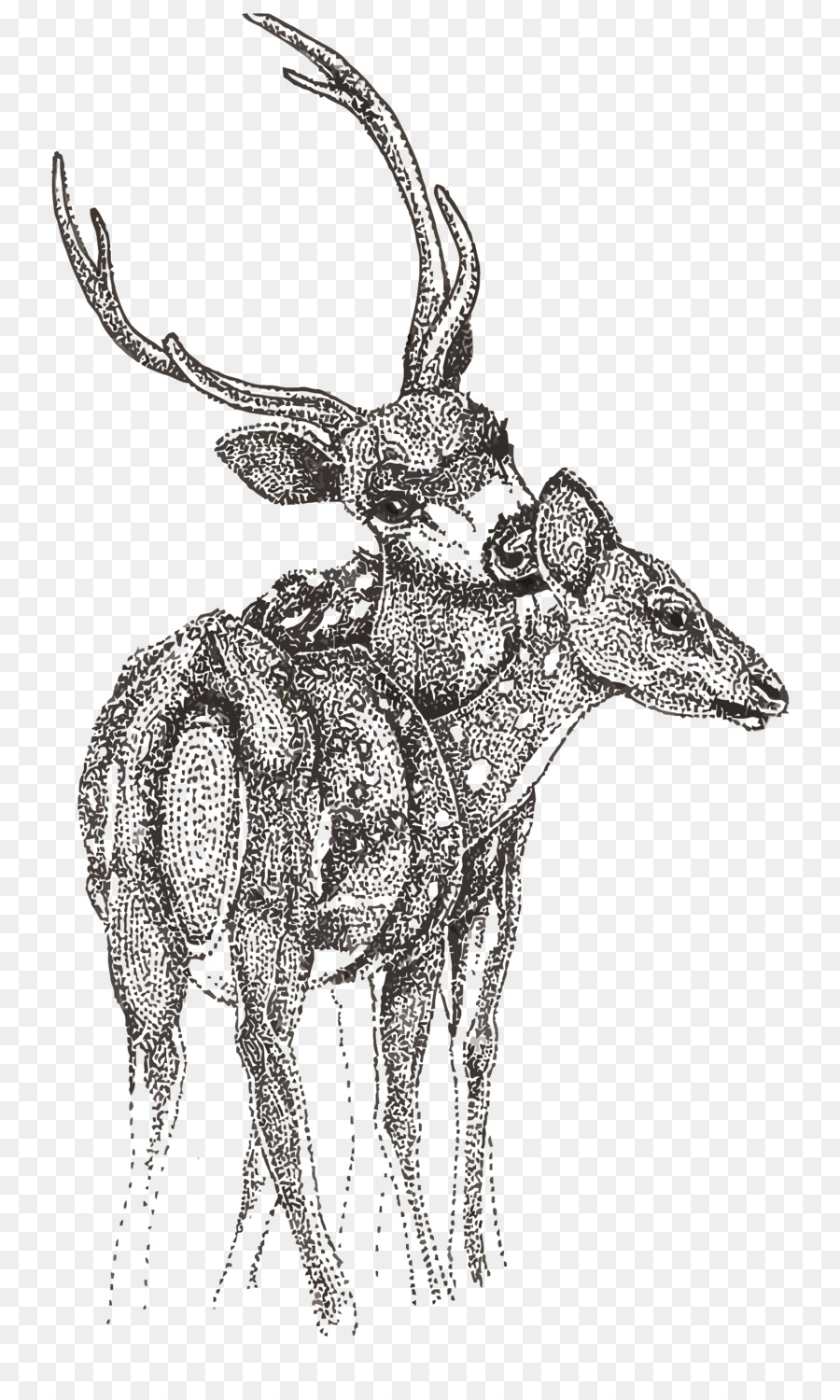 Reindeer Cartoon