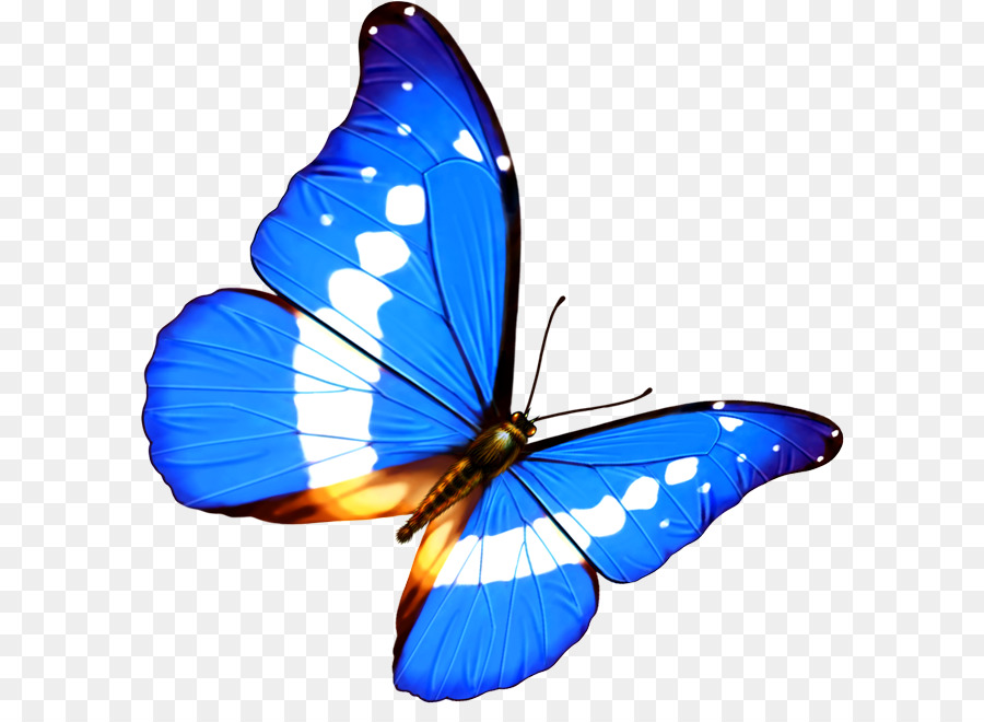Butterfly Transparenz und Transluzenz Android - Schmetterling