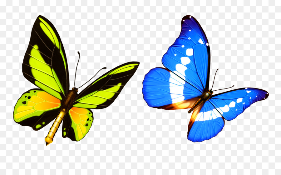 Butterfly Transparenz und Transluzenz Vorlage - blauer Schmetterling