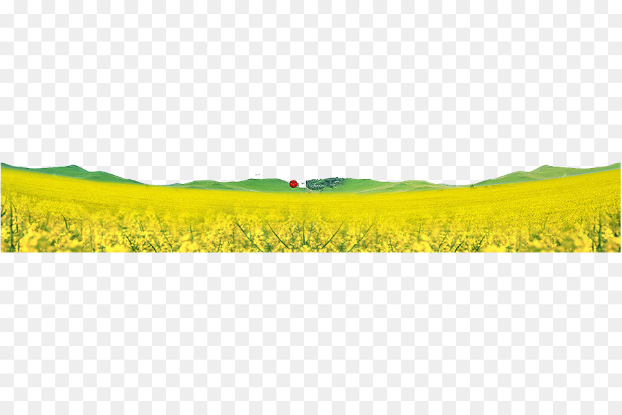 Gelb-Google Bilder - schöne Feld