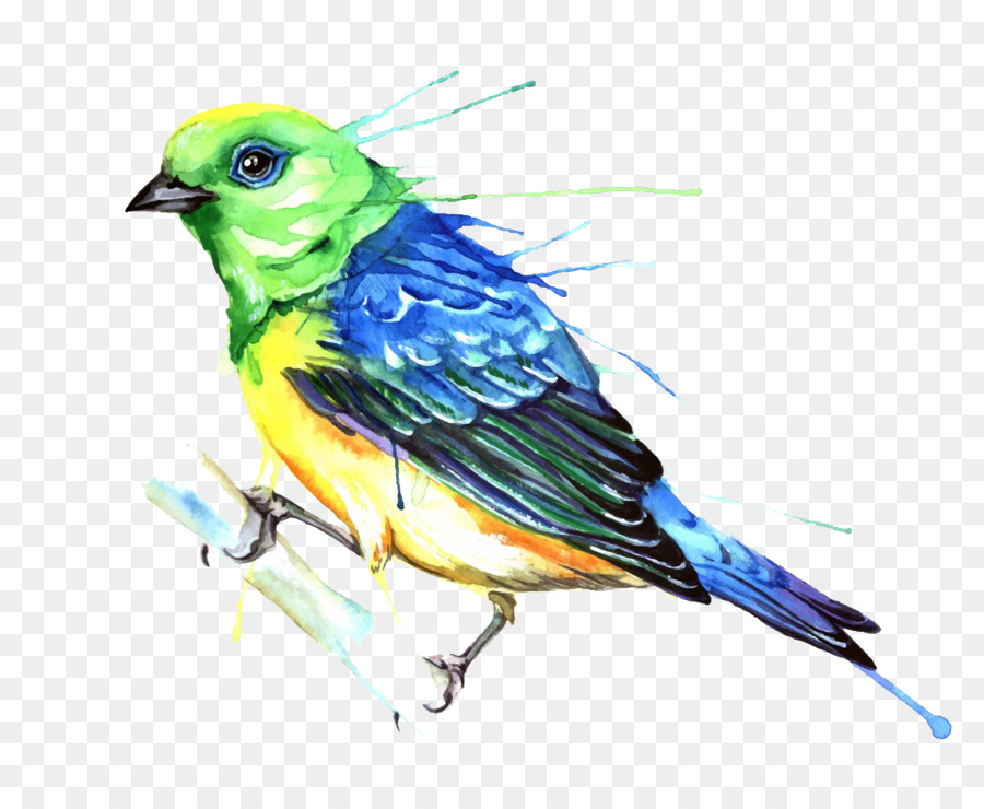 Uccello dipinto ad Acquerello, Fotografia, Illustrazione - uccello