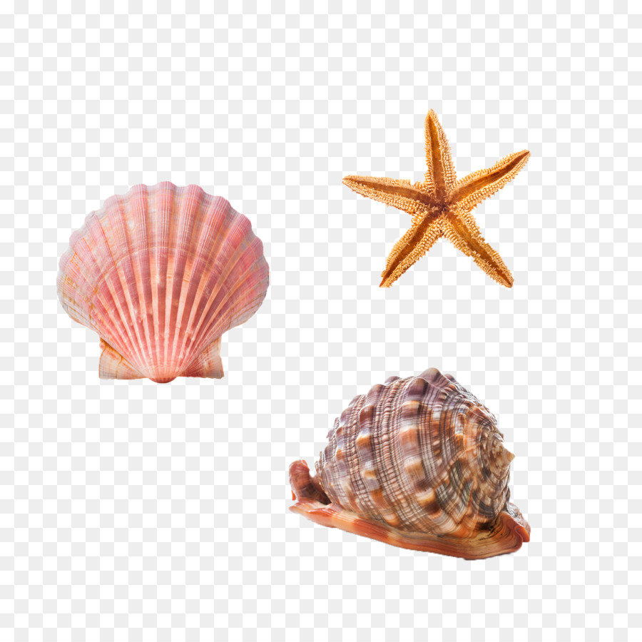 Cockle Seashell Conchology Starfish lumaca di Mare - Gratis conchiglie e stelle marine tirare il materiale