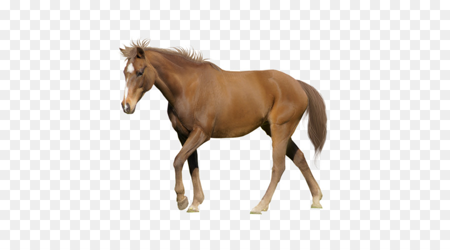 Tennessee Đi bộ Ngựa Appaloosa Mỹ con Ngựa Nhỏ con ngựa ả Rập Stallion - Đi bộ ngựa