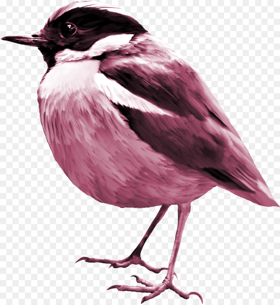 Bird Cartoon
