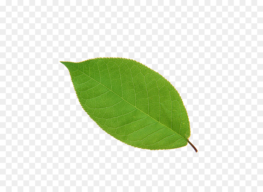 Leaf Apple-High-definition-Fernsehen - Blätter