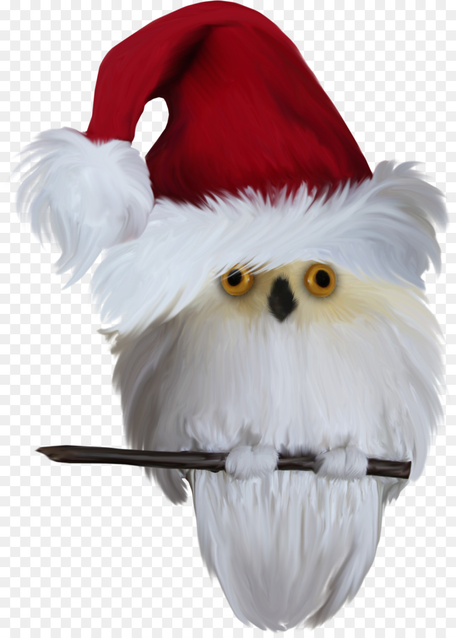 Uccello Gufo Babbo Natale Clip art - uccelli