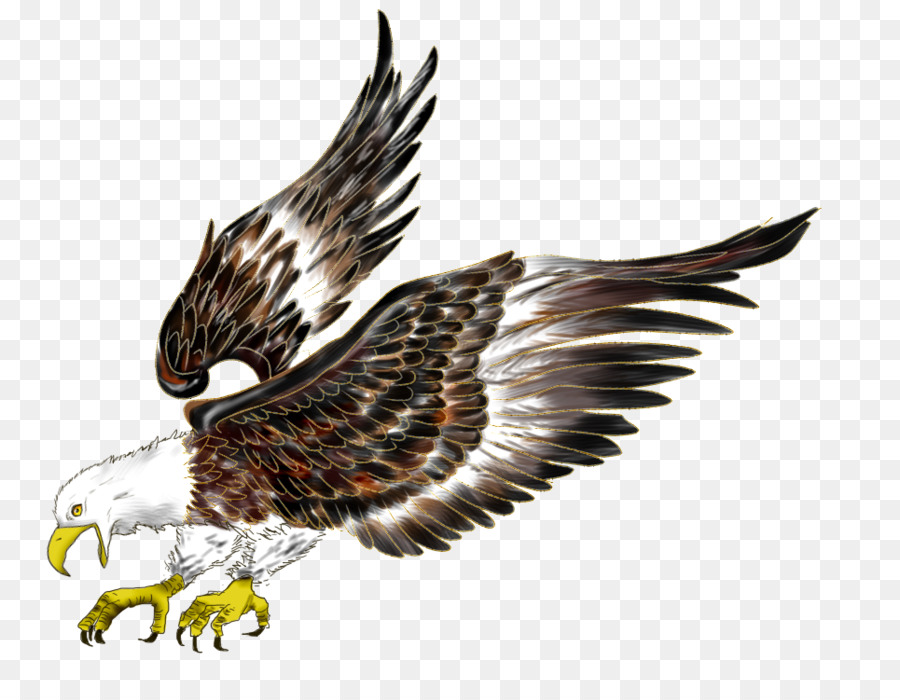 Đại Bàng Đầu Hói Chuyến Bay Hawk Con Chim - chim ưng