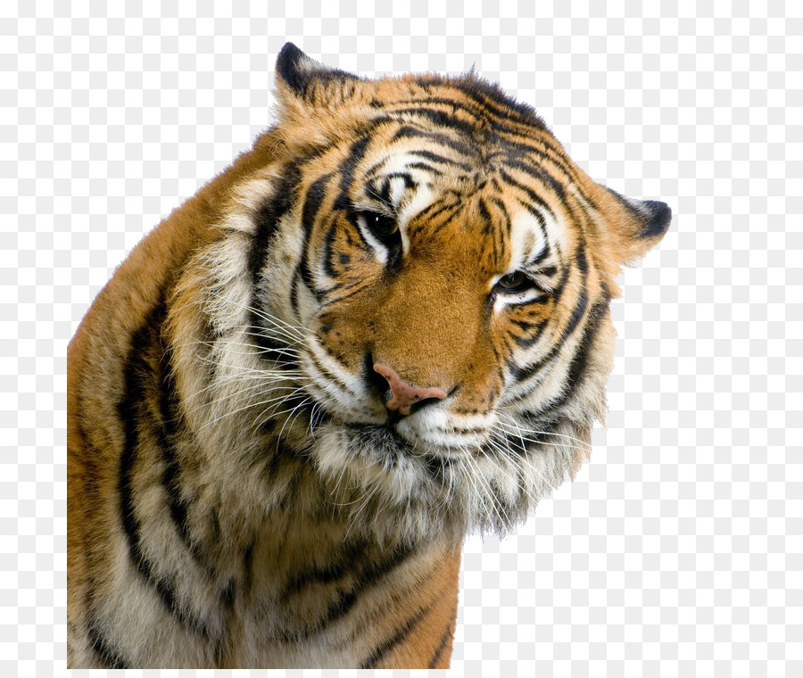 Tiger High-definition-Fernsehen - Tiger
