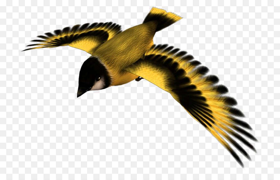 chim bay - Chim Vàng Chuyến Bay