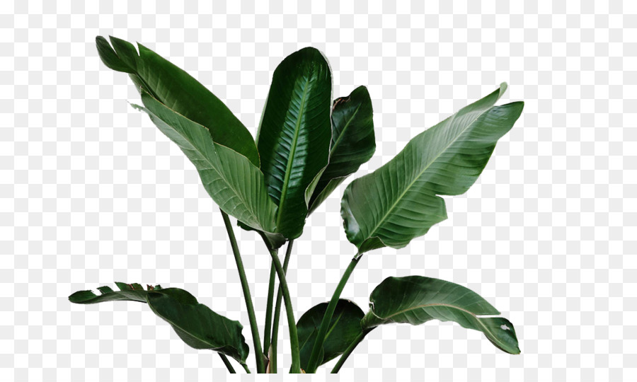 Zimmerpflanze Gießen kann - Bananen-Blätter grün