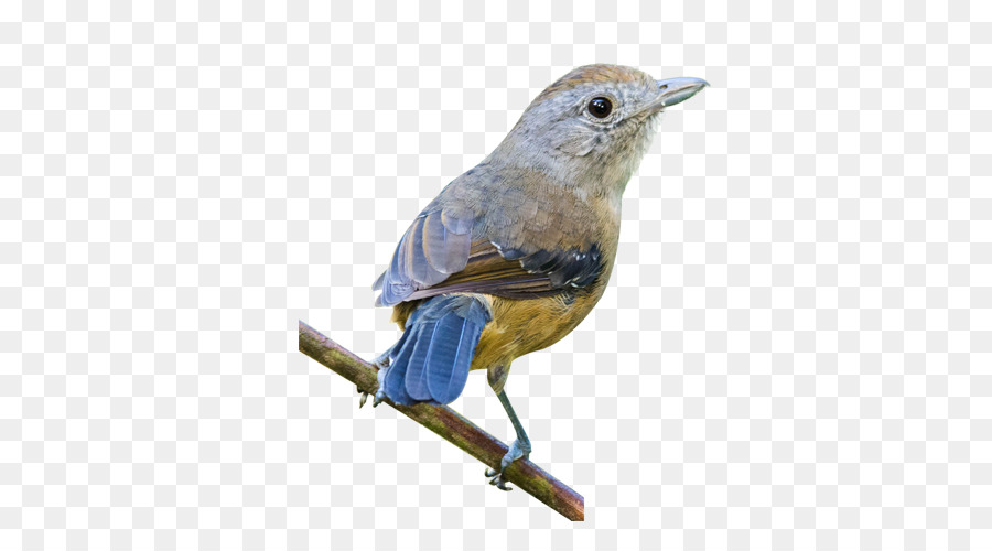 Chim Nhà Sparrow Finch á Âu cây sparrow - Đáng yêu sparrow