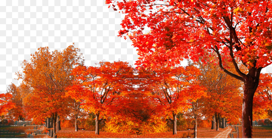 Maple leaf Shulin Bezirks-Herbst-Baum - Baum png