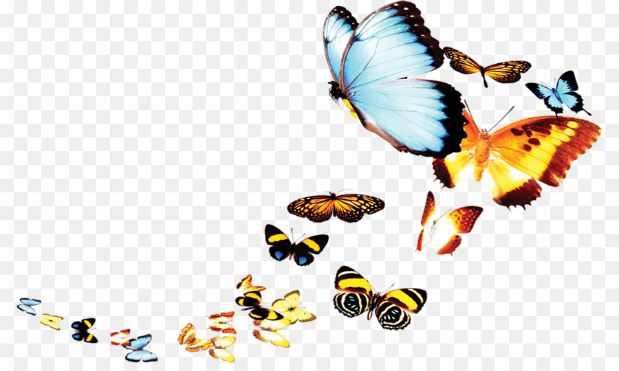 áp phích - bướm
