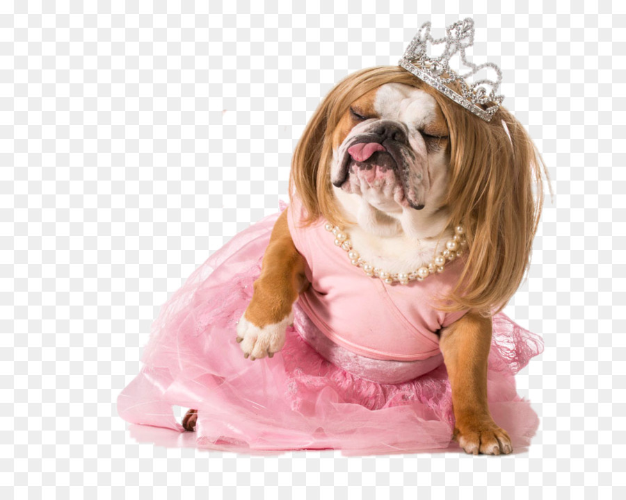 Bulldog Puppy Stock-Fotografie-Kostüm Royalty-free - Mops trägt ein brautkleid