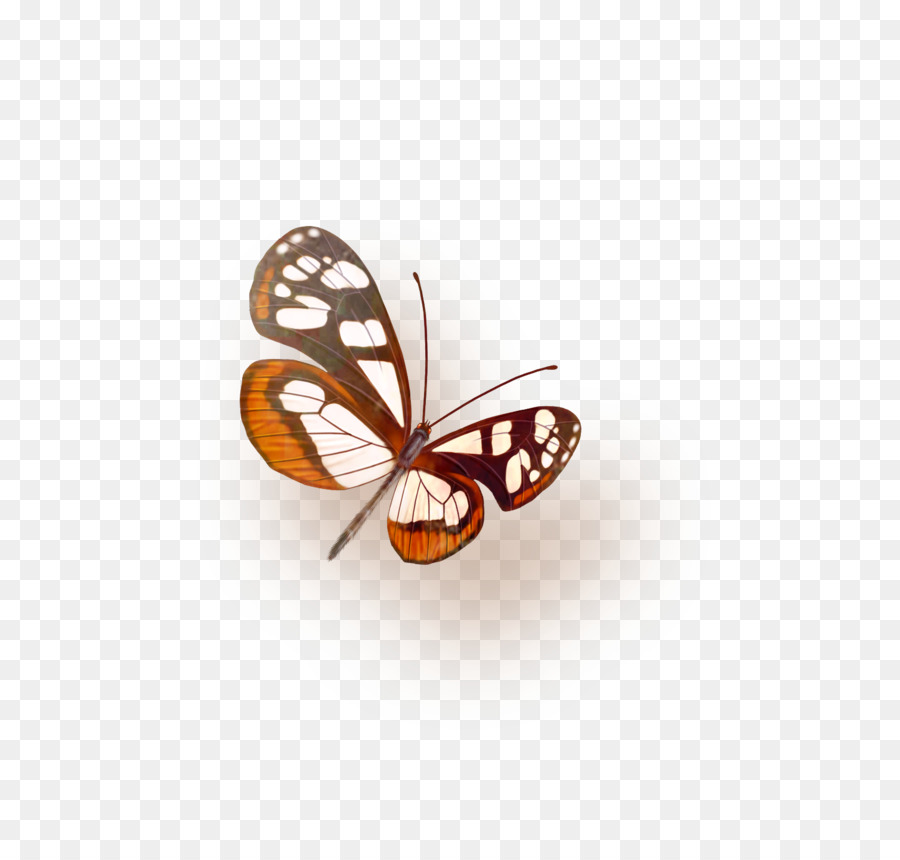 Biểu Tượng Bướm - bướm