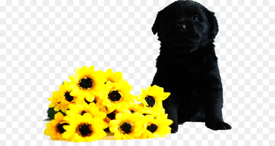 Cane razza Cucciolo Hemau - Capelli neri cane guida