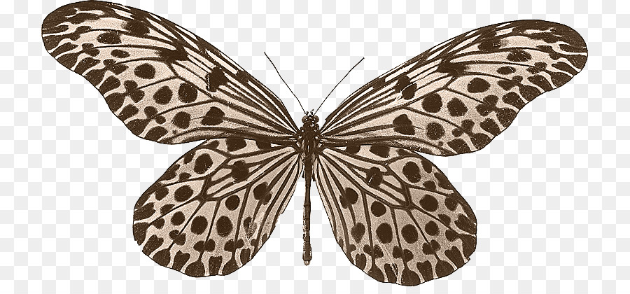 Farfalla Beetle Idea leuconoe Idea lynceus Idea stolli - Leopard farfalla