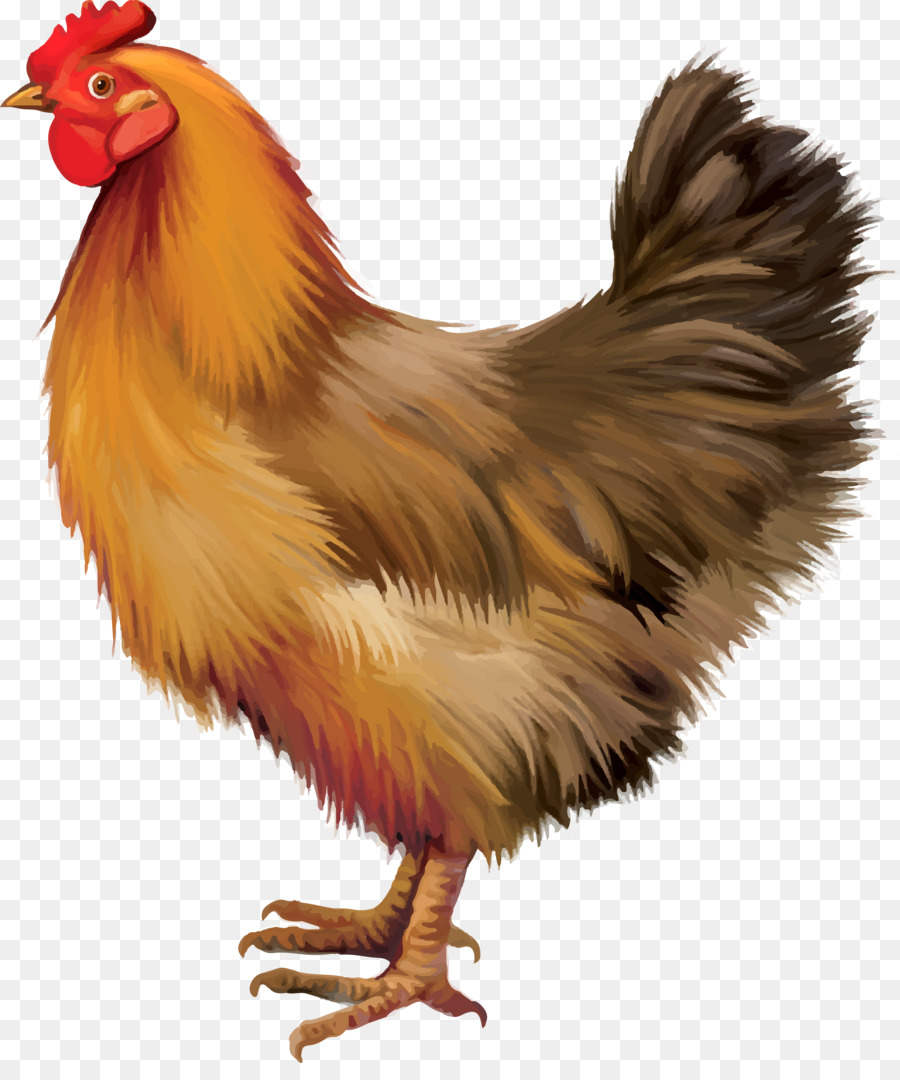 Pollo Gallo - Vettore dipinto di loess di pollo