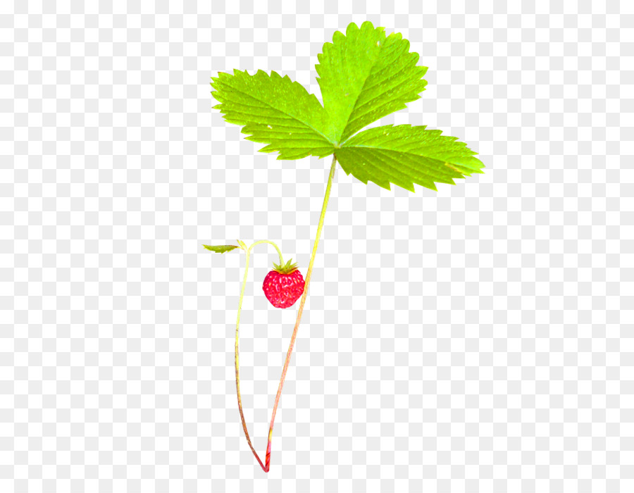 Erdbeere Grün Aedmaasikas - Grüne Frische Pflanze Erdbeere Dekorative Muster