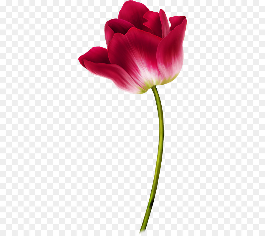 Tulip Flower Clip Art - kreative Valentinstag