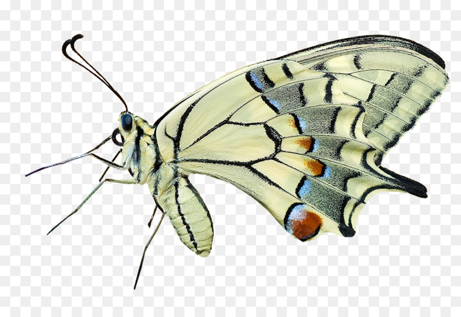 Nhiếp ảnh vĩ mô - bướm