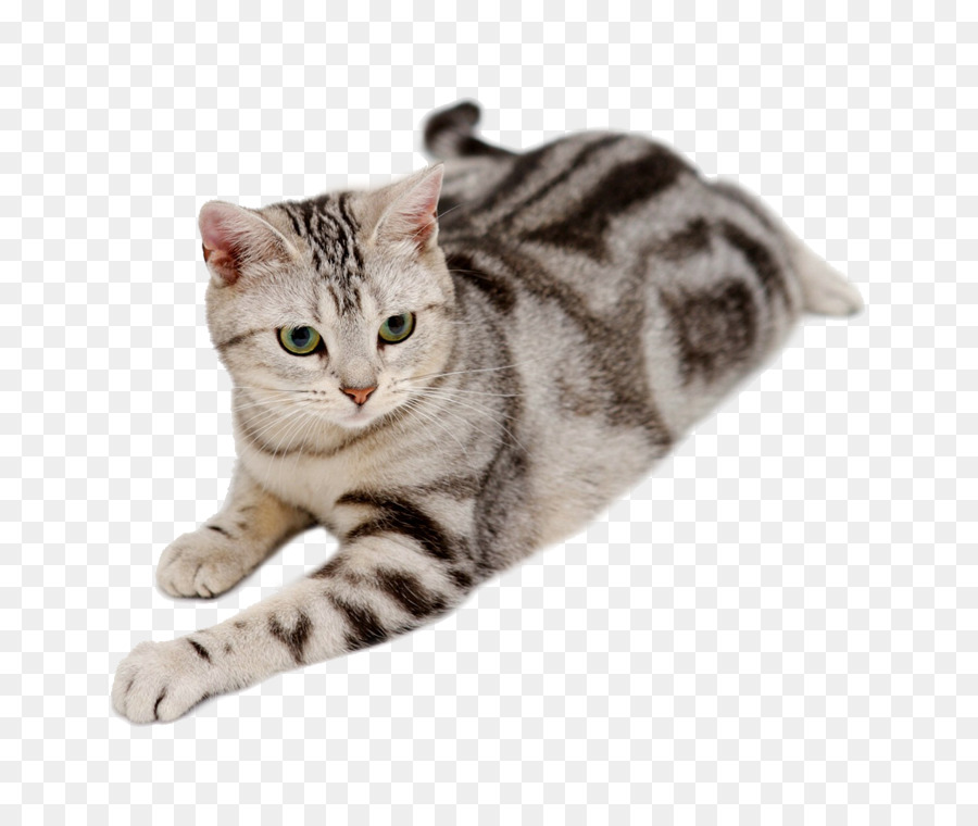Người Mỹ Tóc Ngắn Mỹ Cắt Anh, Tóc Ngắn Abyssinian Mèo - con mèo dễ thương