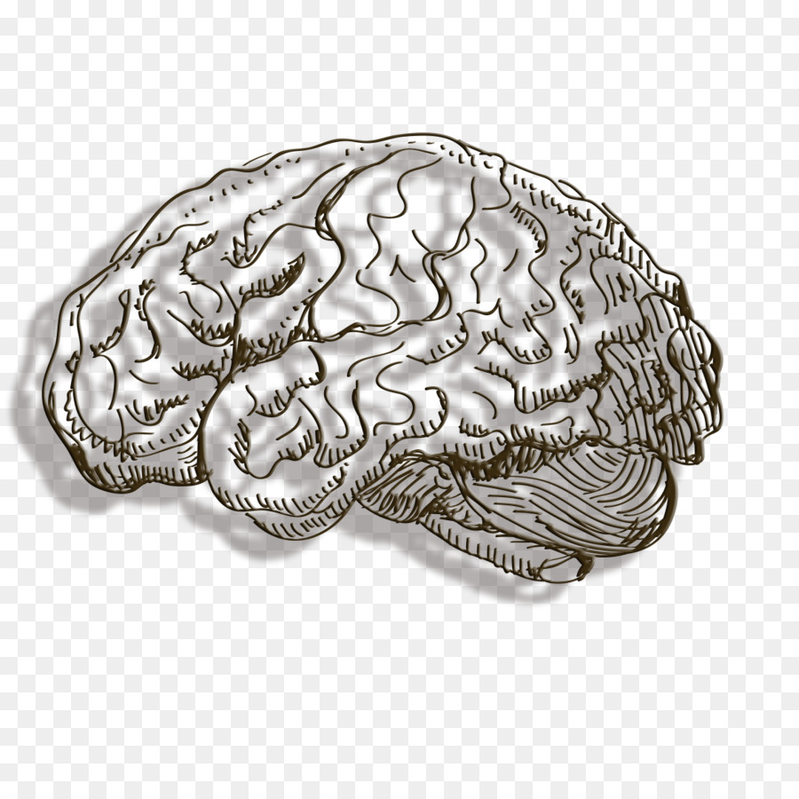 Il Cervello Umano Il Cervello Linea Di Cervello Scaricare Png Disegno Png Trasparente Cervello Png Scaricare