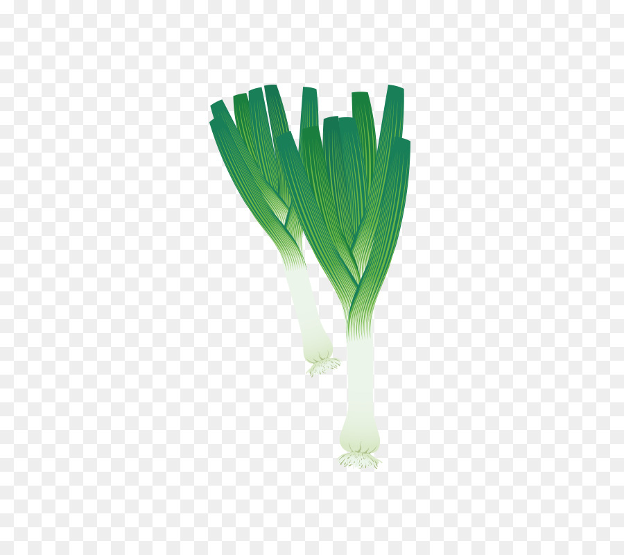 Gemüse-Malbuch Schalotte Allium fistulosum Zeichnung - Von Hand bemalt, grüne Zwiebeln