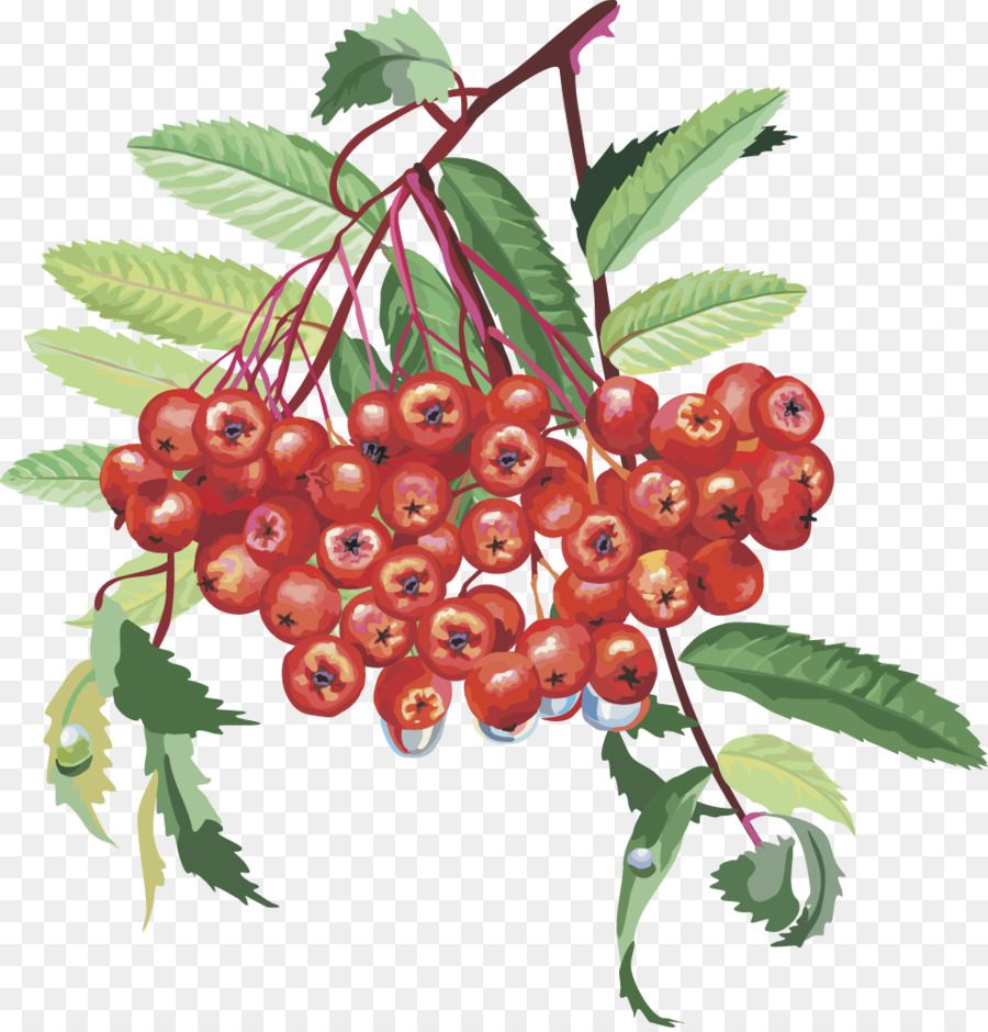 Sorbus aucuparia Rosaceae Rowan Tintura Tree - vettore lanterna di frutta ciliegia frutta