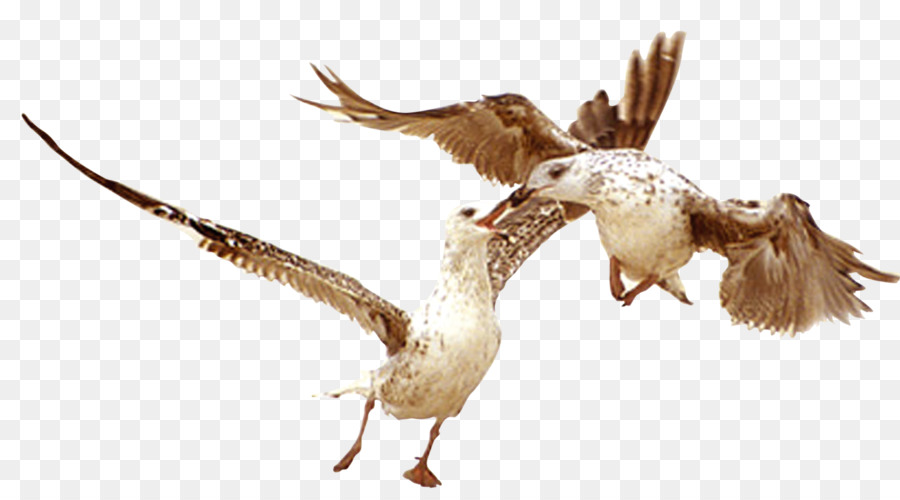 Uccello D'Oca Scaricare - gli uccelli volano