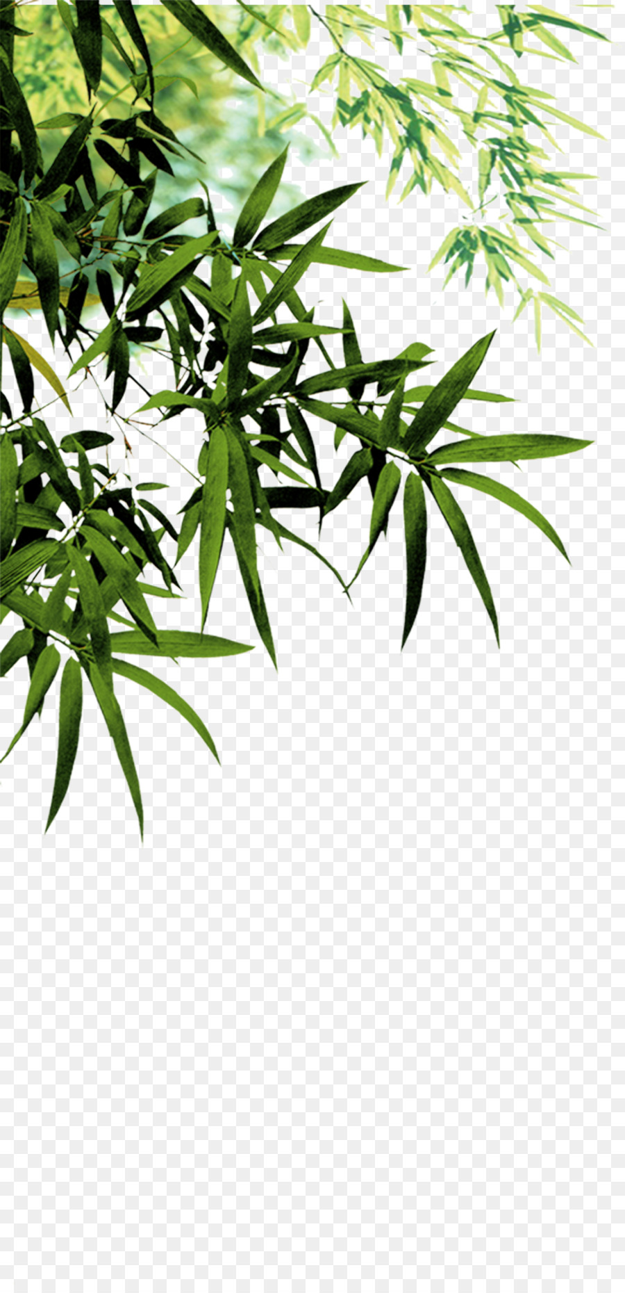 Anji Contea di Bambù del carbone di Software - foglie di bambù