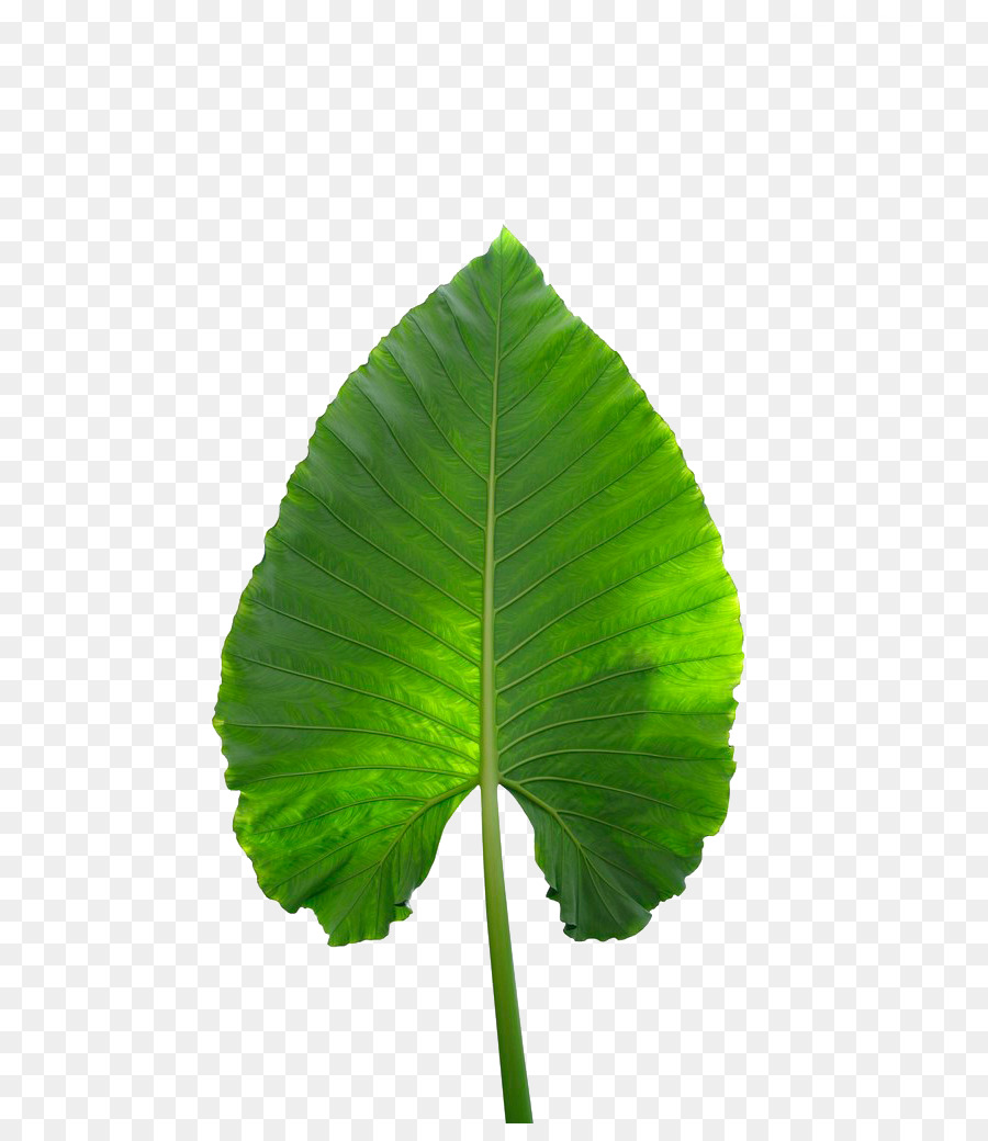 Musa basjoo Musa xd7 paradiesischen Banana leaf - Bananenblätter
