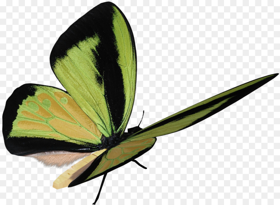 Farfalla, Falena Pieridae - farfalla