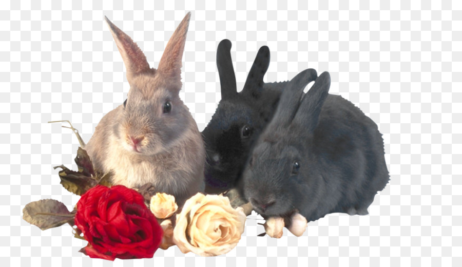 Thỏ trong nước Hare Clip nghệ thuật - Ba thỏ và hoa hồng