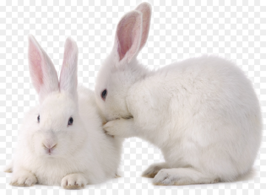 Lepri Conigli e Conigli coniglio Europeo coniglietti - due piccoli conigli