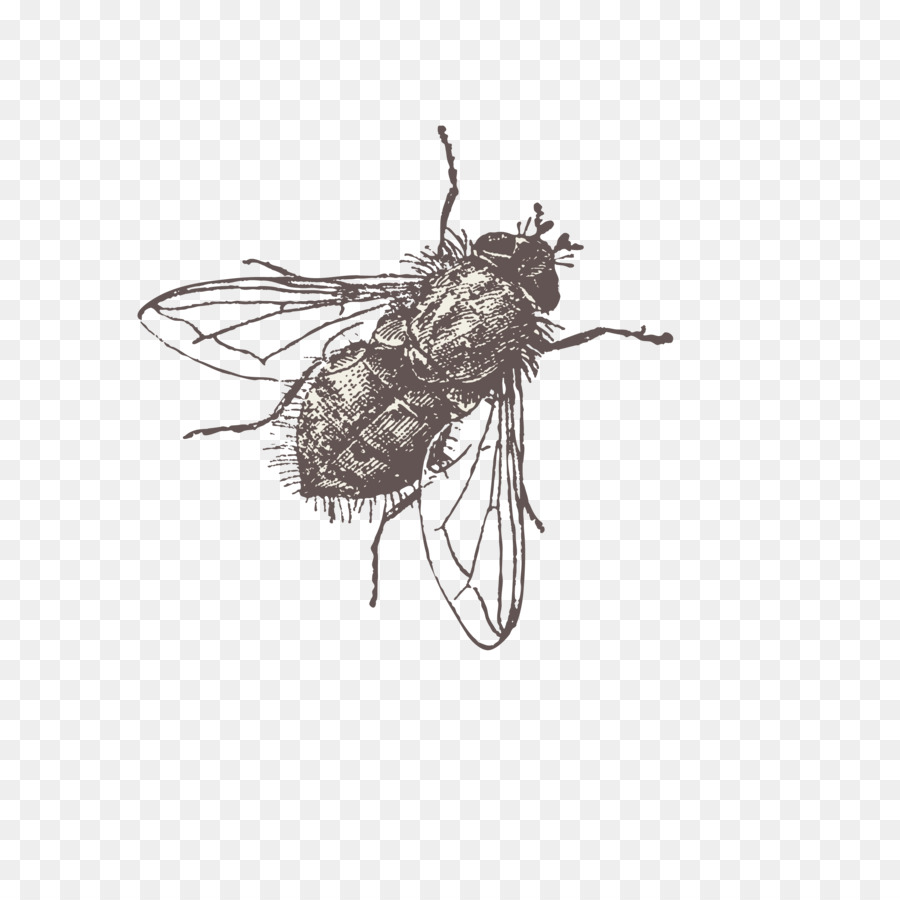 vettore di mosca