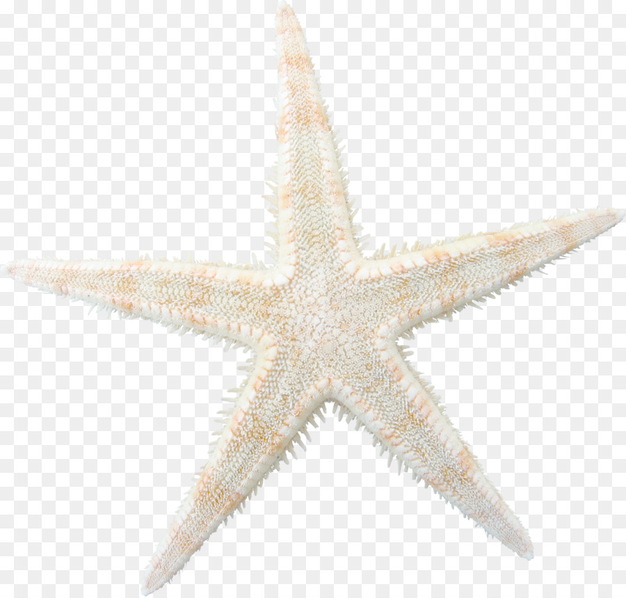 con sao biển - Brown mô hình con sao biển
