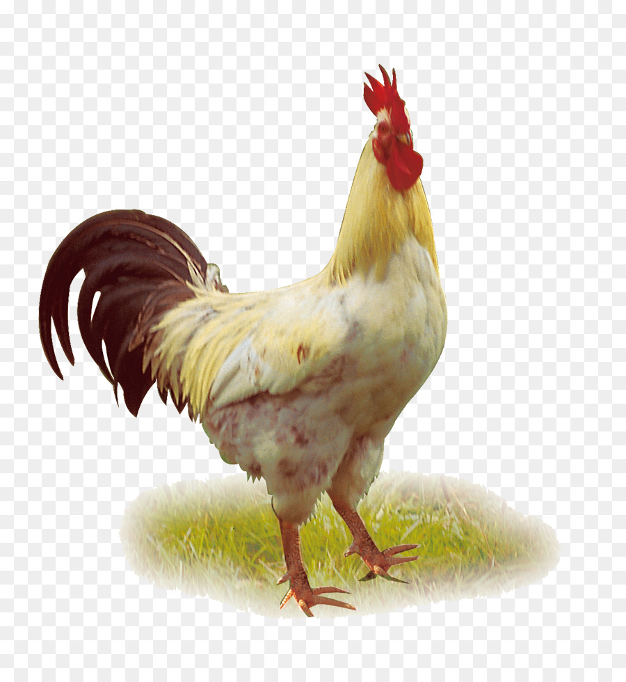 Huhn Ente Geflügel Hahn - Chicken größere HD