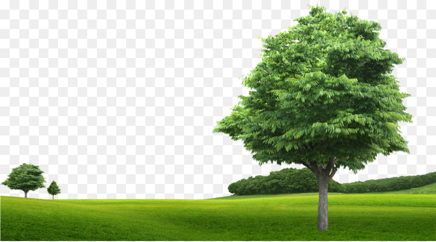 Nahj al-Balagha Islam Morale della Cultura organizzativa - Verde, erba, alberi di