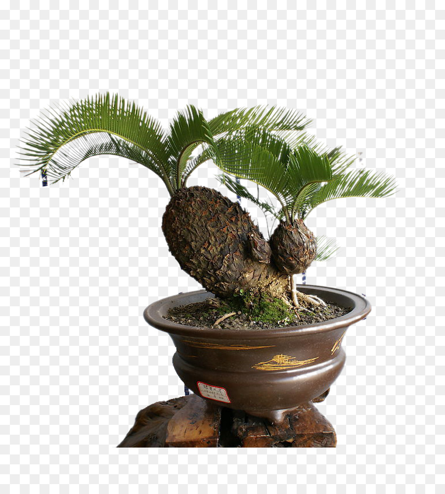 Sago palm Bonsai Cycad Albero di Semi - Albero In Vaso